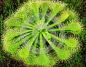 Drosera plant