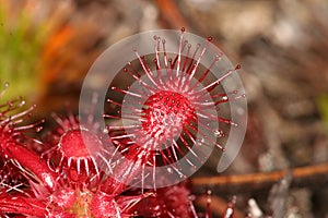 Drosera roraimae