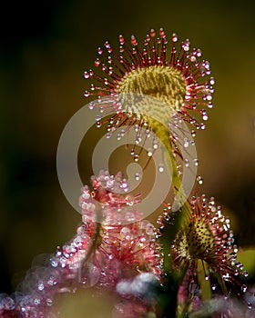 Drosera rotundifolia