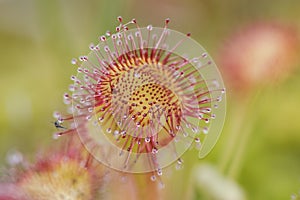 Drosera rotundifolia carnivorous plant with glandular extensions with which it catches insects on a greenish background and