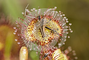 Drosera rotundifolia carnivorous plant with glandular extensions with which it catches insects on a greenish background and