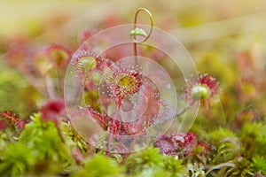 Drosera rotundifolia, the round-leaved sundew or common sundew