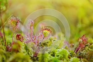 Drosera rotundifolia, the round-leaved sundew or common sundew