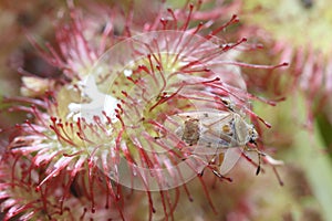 Drosera rotundifolia, the round-leaved sundew or common sundew, is a carnivorous species of flowering plant with prey