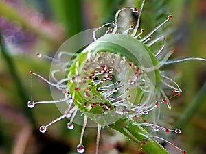 Drosera sundew - carnivorous plant