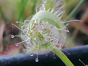 Drosera sundew - carnivorous plant