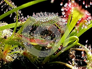 Drosera sundew - carnivorous plant