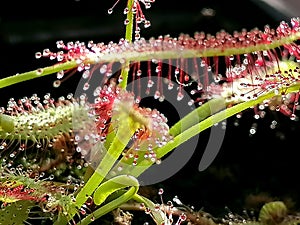 Drosera sundew - carnivorous plant