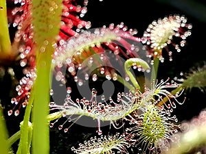 Drosera sundew - carnivorous plant