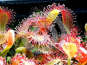 Drosera sundew - carnivorous plant