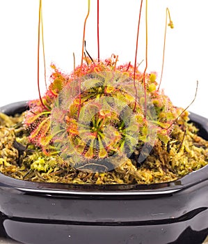 Drosera Tokaiensis Carnivorous