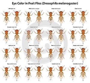 Eye Color in Fruit Flies (Drosophila melanogaster) photo