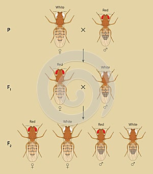 X-linked inheritance in fruit flies (Drosophila melanogaster). Beige background.
