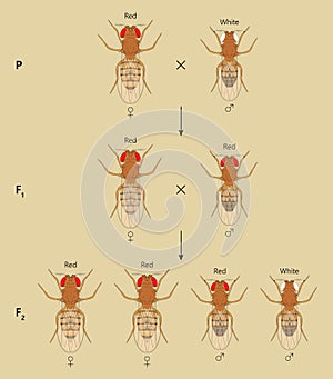 X-linked inheritance in fruit flies (Drosophila melanogaster). Beige background.