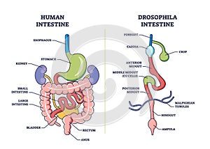 Drosophila digestive tract with anatomical gut sections outline diagram