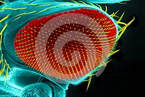 Drosophila eye