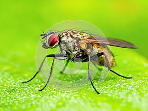 Drosophila Fruit Fly Diptera Parasite Insect on Plant Leaf Macro