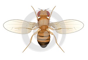 Drosophila Fruit Fly Insect Isolated. Male.