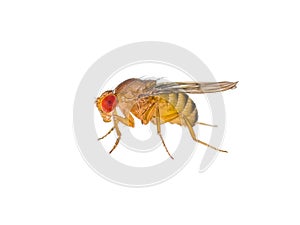 Drosophila Fruit Fly Insect Isolated on White Macro