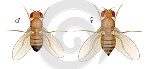 Drosophila Fruit Fly Insect. Male Female.