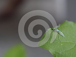 Drosophila melanogaster - flies
