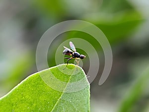 Drosophila melanogaster fly on leaf Common fruit flyInsect