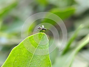 Drosophila melanogaster fly on leaf Common fruit flyInsect