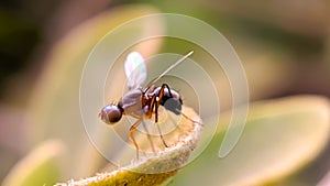 Drosophila melanogaster fly on leaf in indian village garden image Common fruit flyInsect