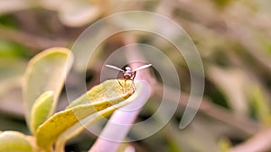 Drosophila melanogaster fly on leaf in indian village garden image Common fruit flyInsect