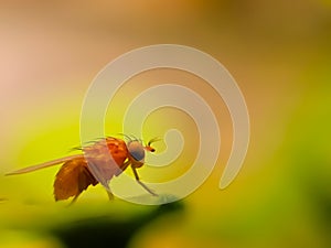 Drosophila melanogaster fly on leaf in indian village garden image Common fruit flyInsect garden fly
