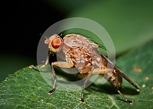 Drosophila Melanogaster male fruit fly on a green leaf