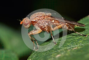 Drosophila Melanogaster male fruit fly on a green leaf