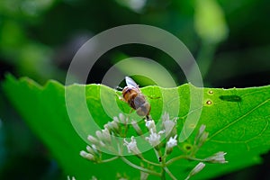 Drosophila melanogaster with stamens flower small