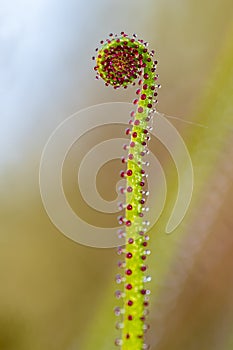 Drosophyllum lusitanicum is an insectivorous plant, the only species in the Drosophyllaceae family