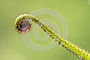 Drosophyllum lusitanicum is an insectivorous plant, the only species in the Drosophyllaceae family