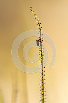 Drosophyllum lusitanicum is an insectivorous plant, the only species in the Drosophyllaceae family