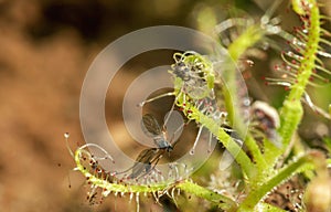 Drossera Indica with kill, flycatcher is an insectivorous plant, Kas Plateau, Satara, Maharashtra, India