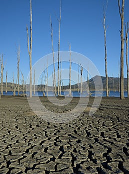 Drought affected dam, barren trees and cracked earth.