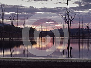 Drought affected dam, barren trees and cracked earth.