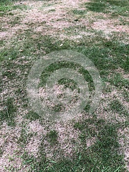 Drought affected grass lawn in a garden in summer