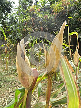 Drought affected maize/corn drying on plant.