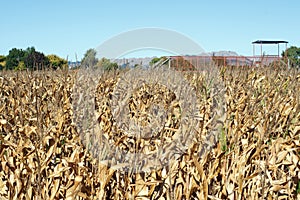 Drought affected maize crop