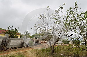 Drought Affected Starapple Tree At Roadside