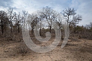 Drought African Savannah with Dead Trees, Kruger, South Africa