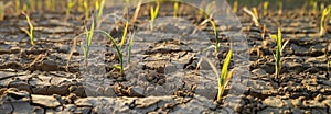 Drought arable land. Dry withered sprouts. Agricultural field. Banner slider horizontal template.