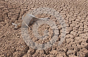 Drought in Australia