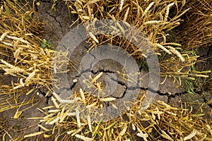 Drought and bad harvest - parched land on crops field due to hot and dry summer