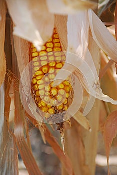 Drought and Blight