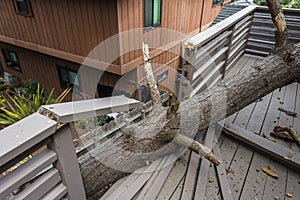 Drought causes dead pot pine tree to fall on house