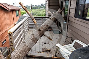 Drought causes dead pot pine tree to fall on house